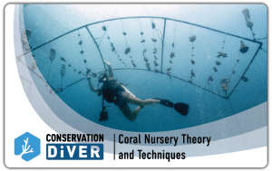 Coral Nursery