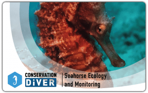 Seahorses