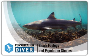 shark monitoring