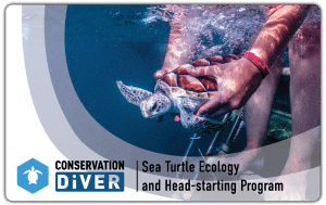 Sea Turtle Certification