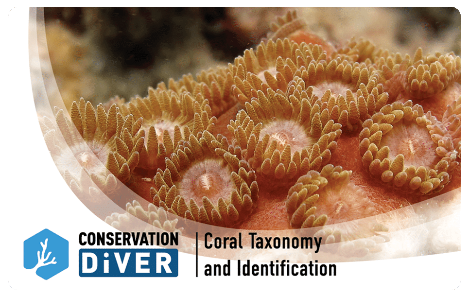 Coral Taxonomy and Identification - Conservation Diver