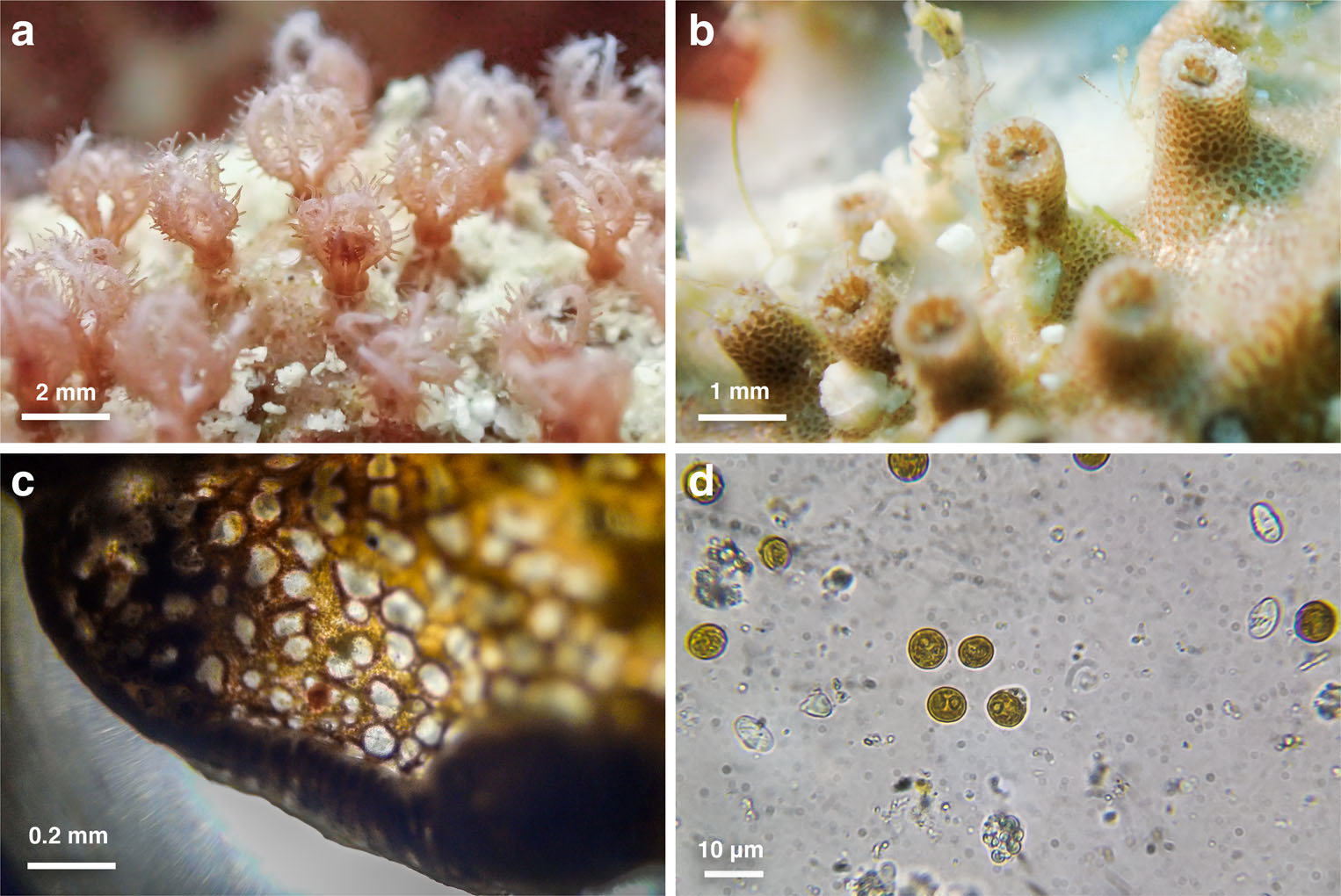  Fig. 2 Colonies of Nanipora coral. a Close-up lateral view of polyps with view of pinnules. View of skeleton and calyces with polyps retracted. c Edge of laminar growth as viewed through a low magnification microscope showing pores and granular pigmentation. d Magnified view of extracted Symbiodinium (Urgell et al. 2017)