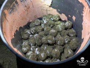 rescue turtle eggs