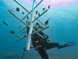 Coral Nursery Tree