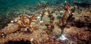 Coral restoration