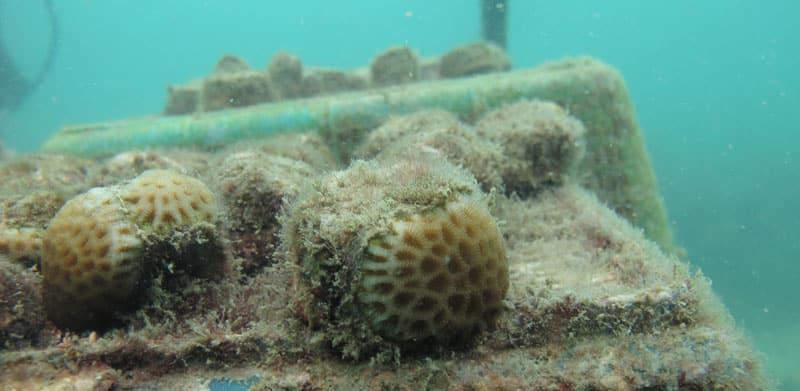 Juvenile corals produced through our coral spawning program