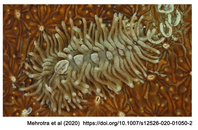 phestilla nudibranch