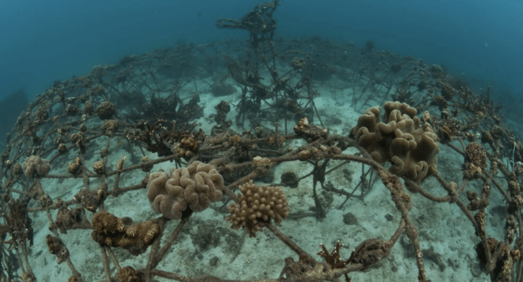 Artificial Reef Theory Techniques Biology Diagrams