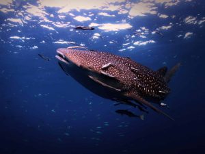 Thai Whale shark